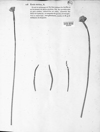 Uromyces statices image